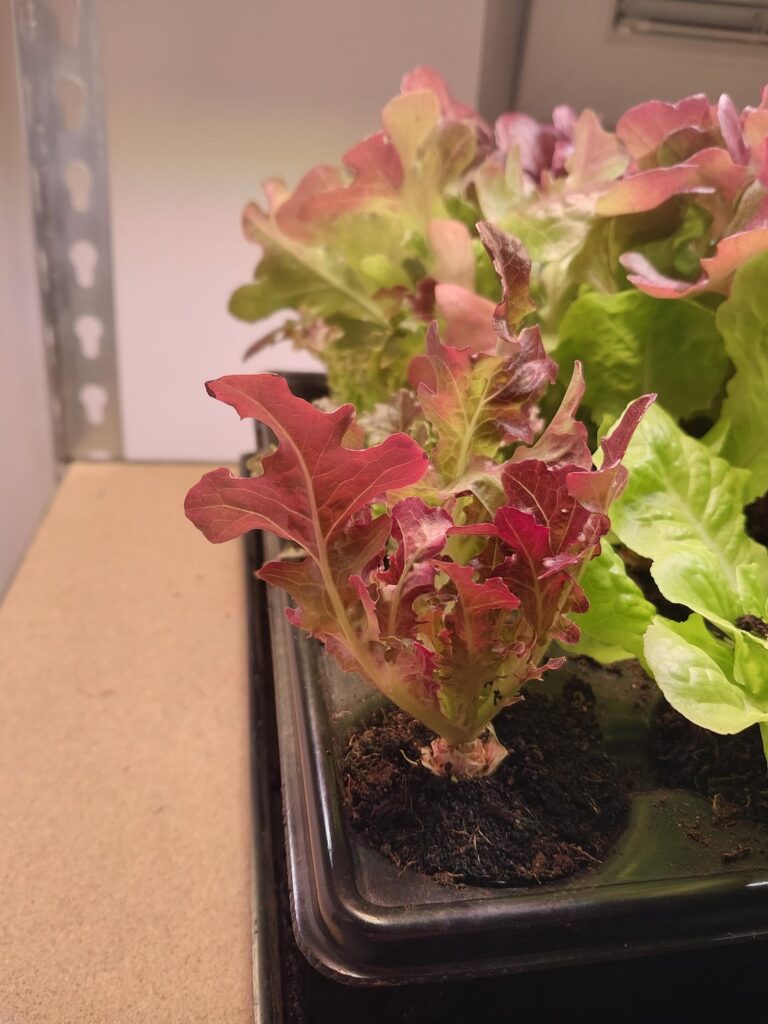 Indoor lettuce harvest