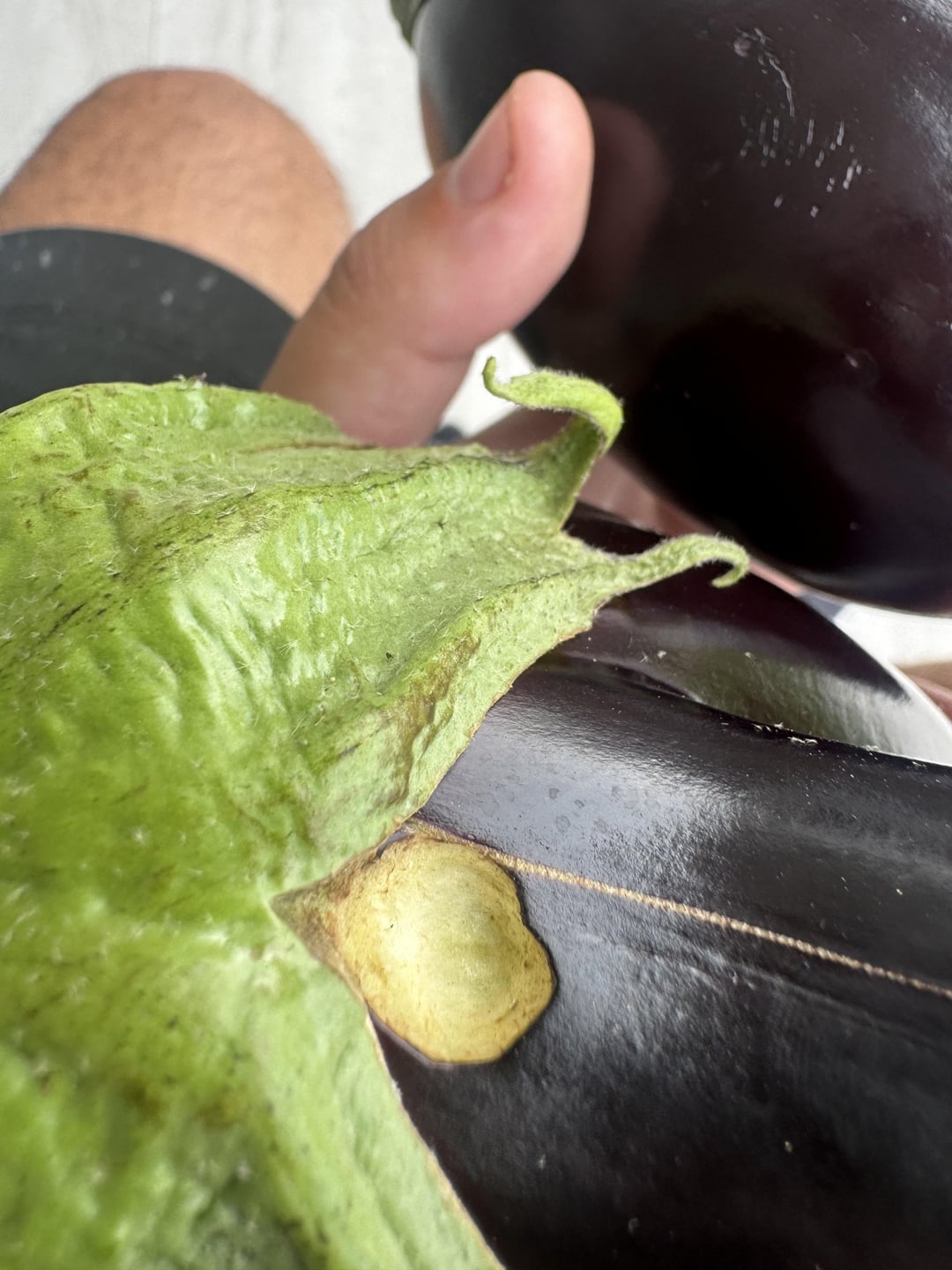 What is eating my eggplant? Dining and Cooking