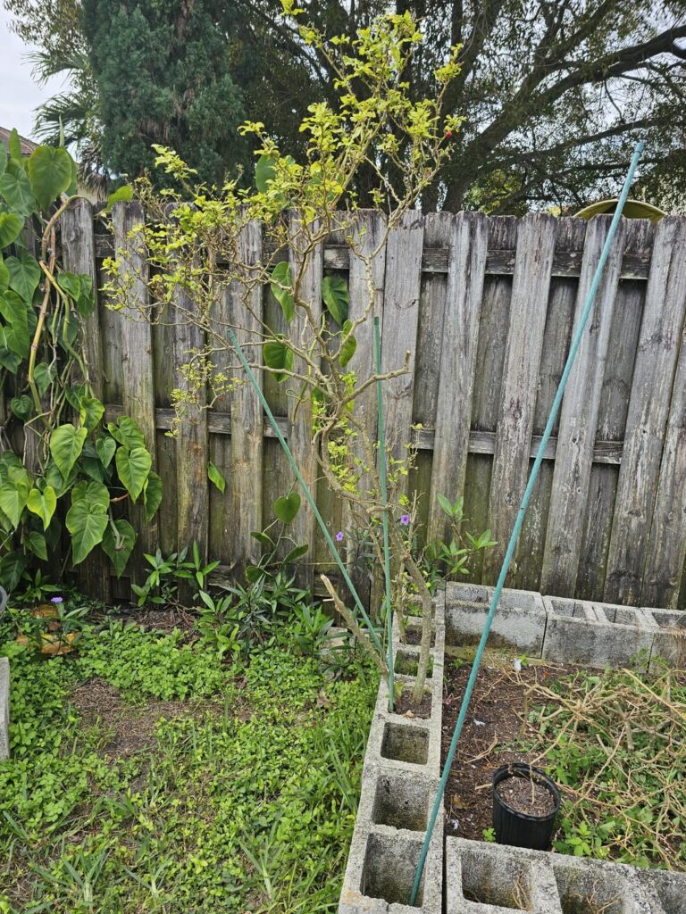 Help with 4 yr old Pepper tree