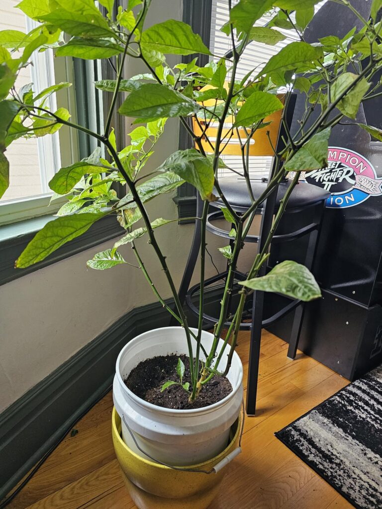 Anyone able to help? Leggy branches and Aphids Anyone able to help? Leggy branches and Aphids