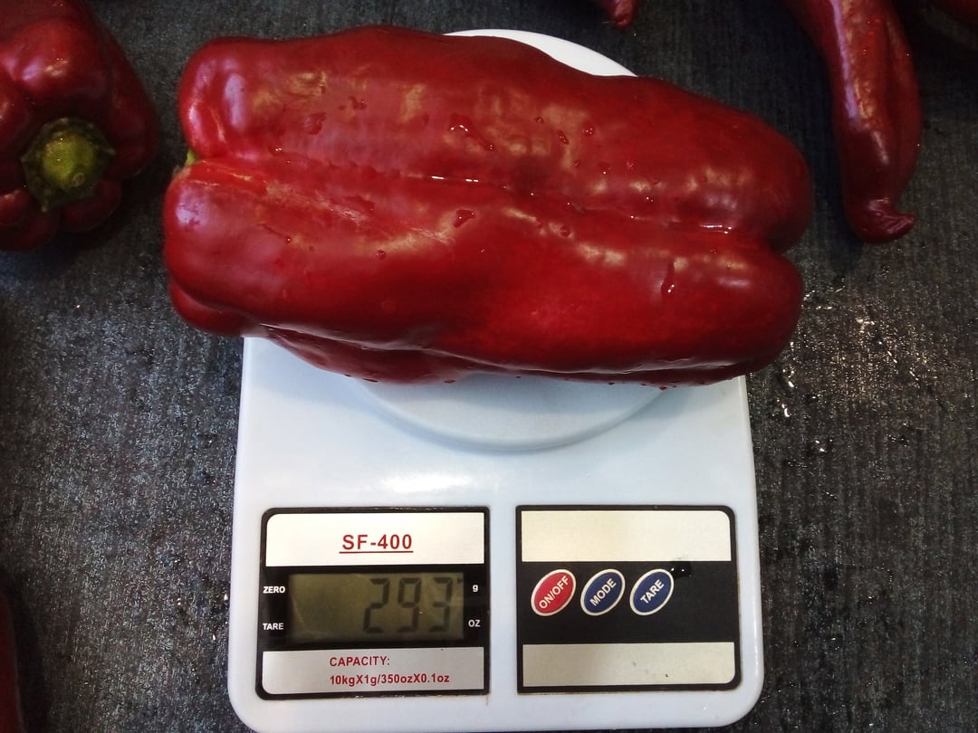 The sweet pepper "Gulliver." One of the heavyweights this season, a new