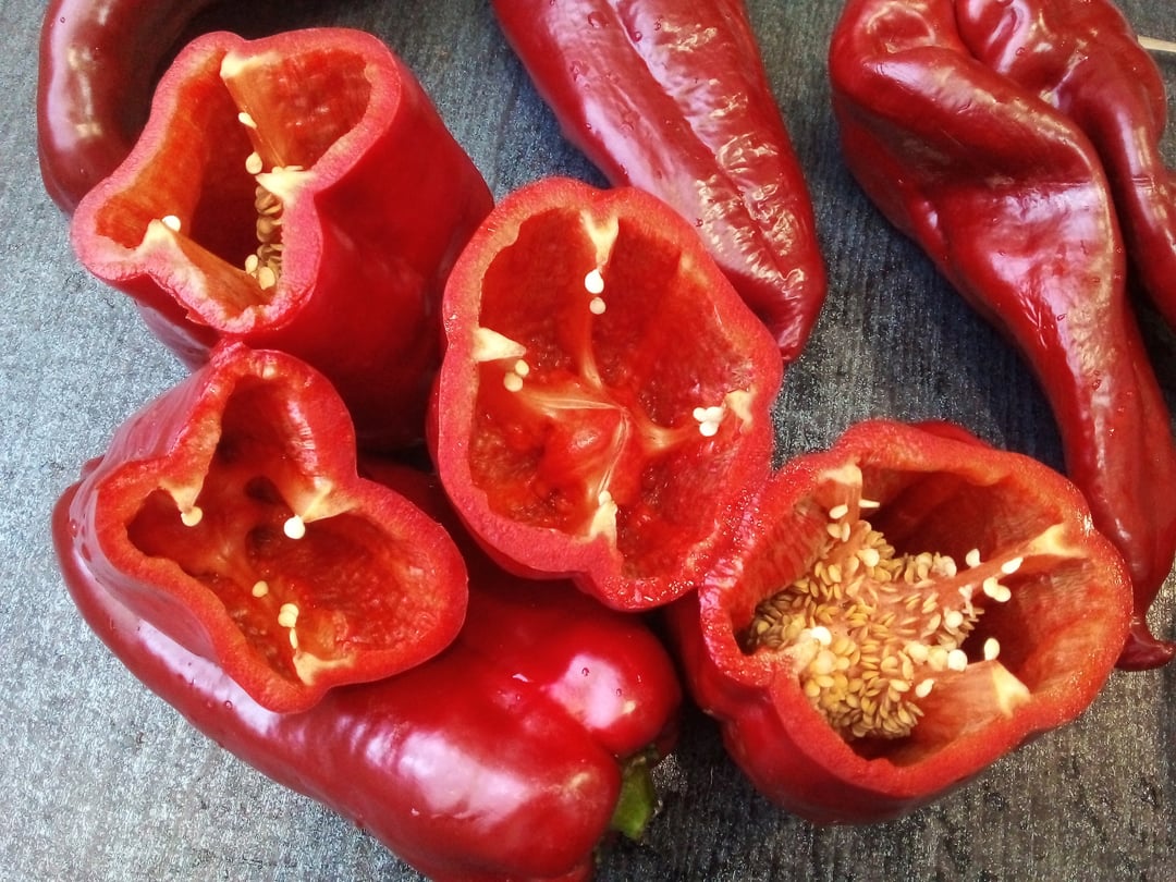 The sweet pepper "Gulliver." One of the heavyweights this season, a new