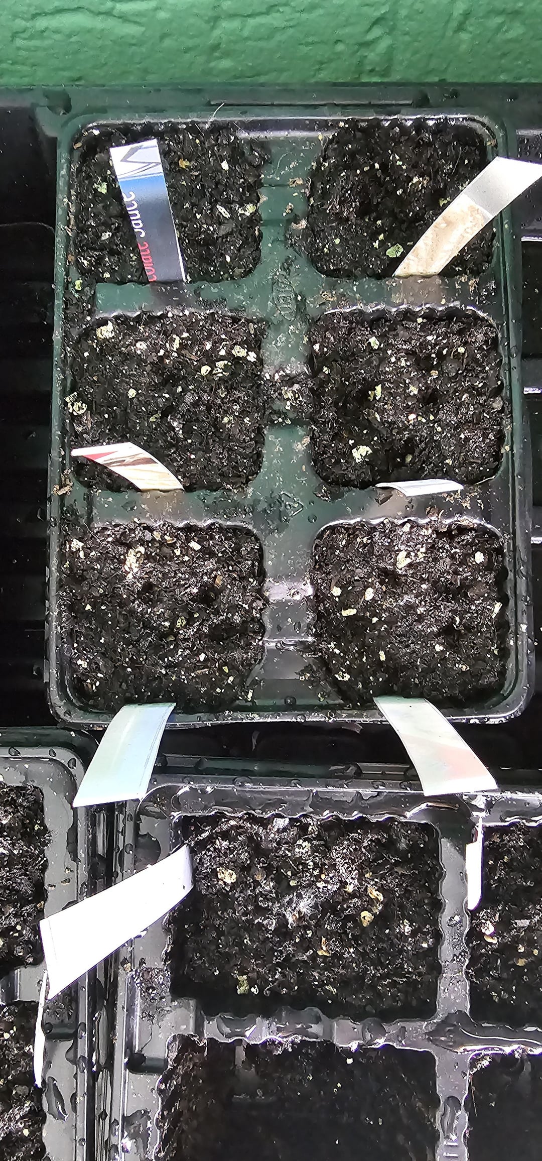 I just thought I'd show the difference I get with a heat lamp and a