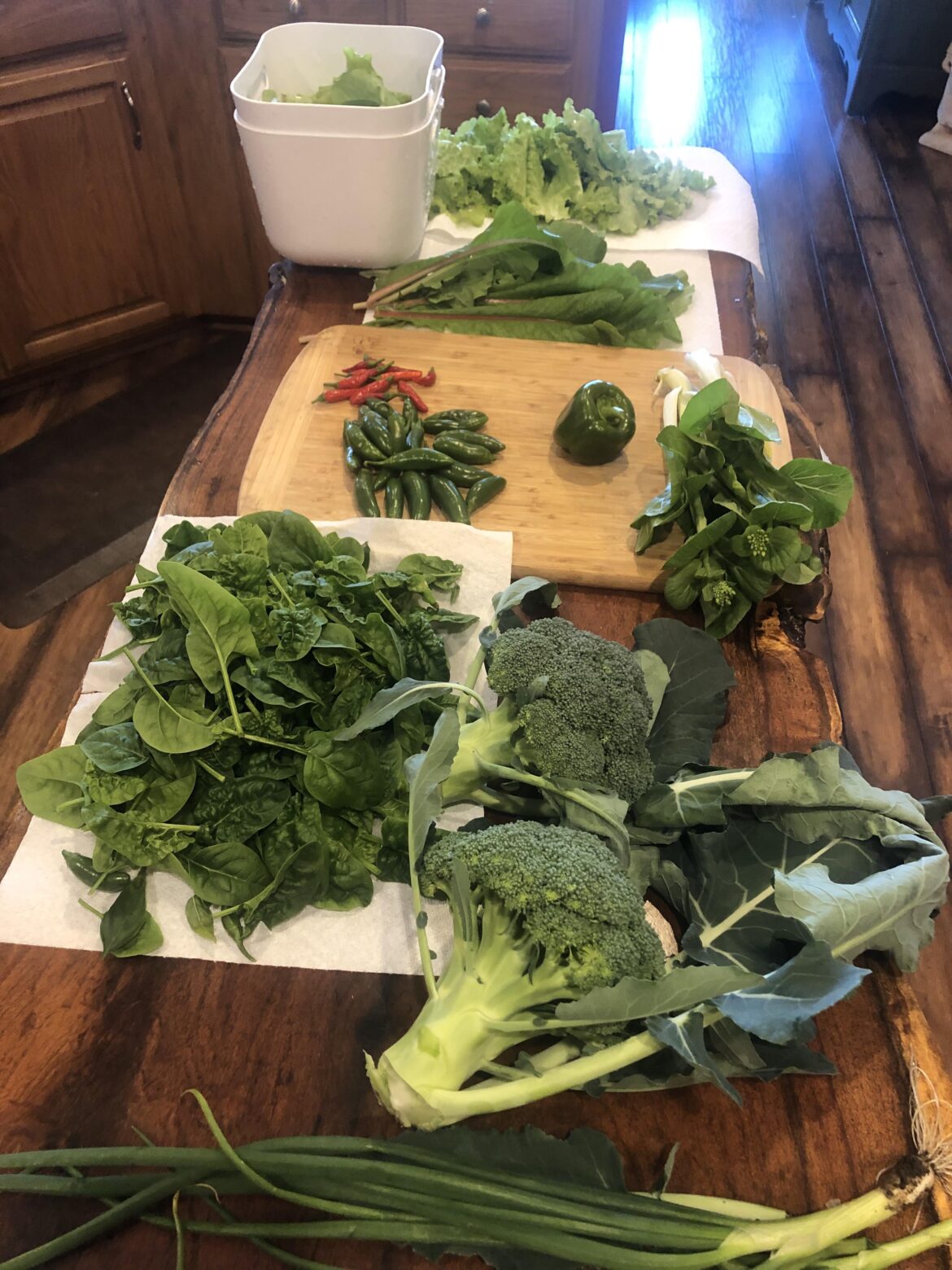 Pre-Polar Vortex Pick