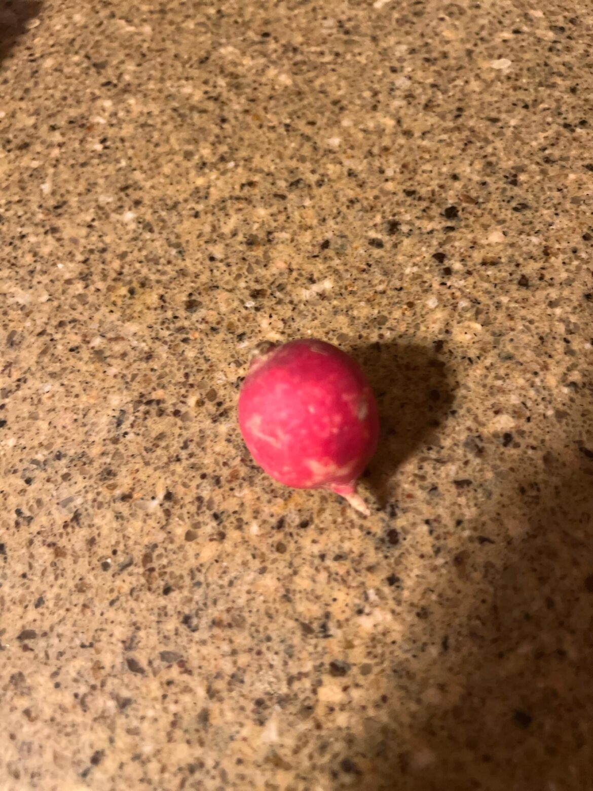 Any love for radishes in this sub?