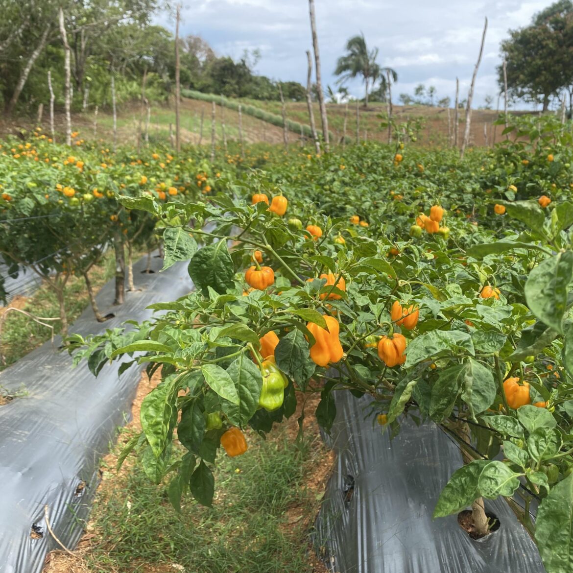 Habanero Farming