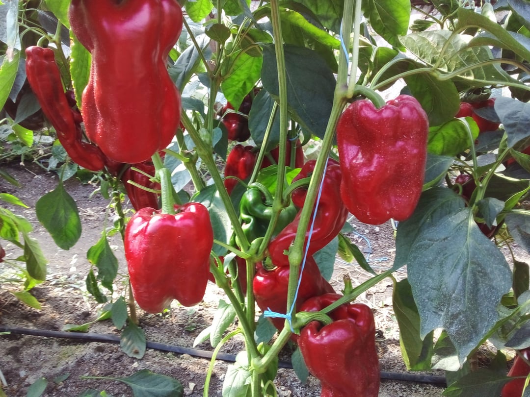 The sweet pepper "Gulliver." One of the heavyweights this season, a new