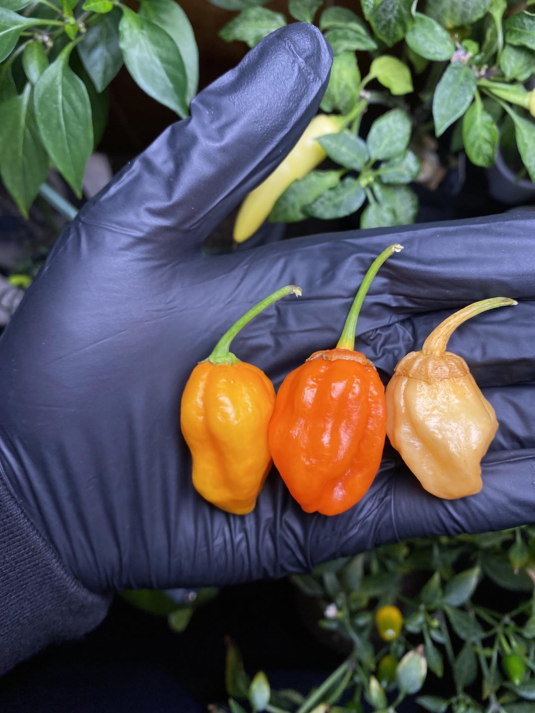 Bleeding SBJ7 same seed pack 3 different plants Dining and Cooking