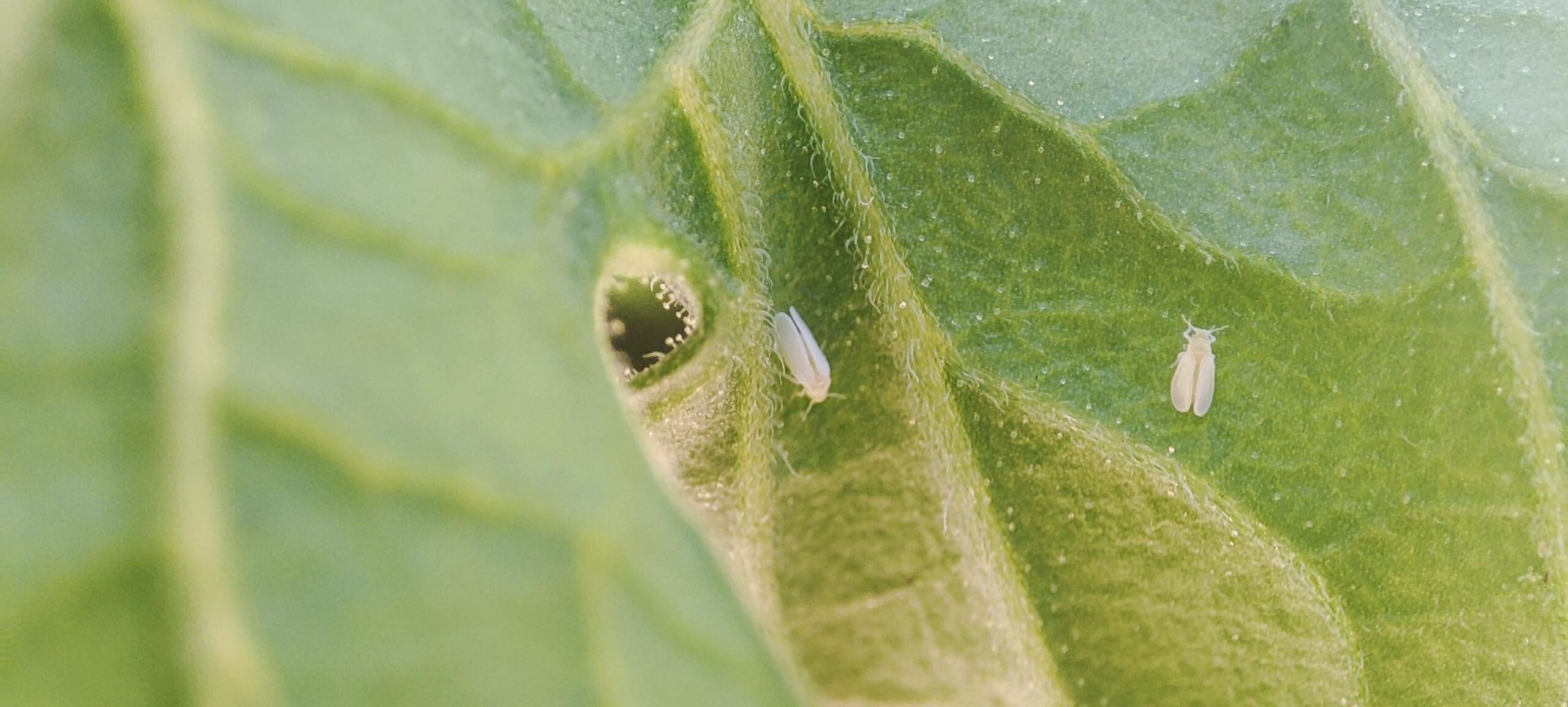 australia-victoria-what-are-these-white-insects-on-my-tomato-plant