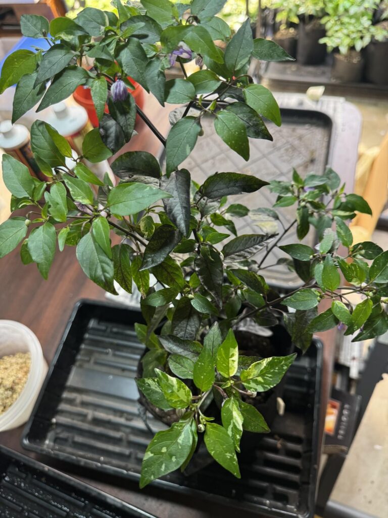 One of my pepper plants has Variegated leaves