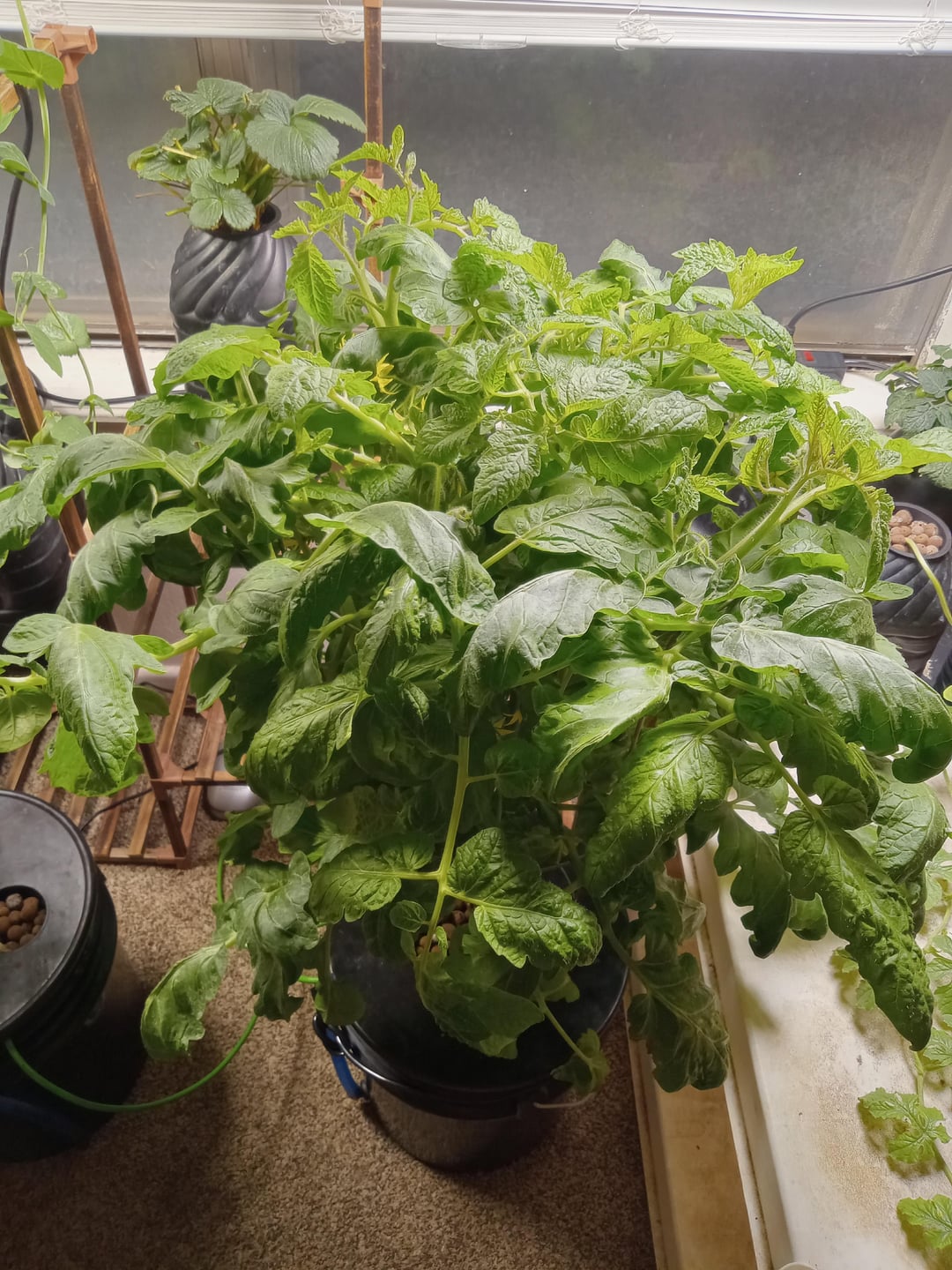Indoor beefsteak tomato. Dining and Cooking