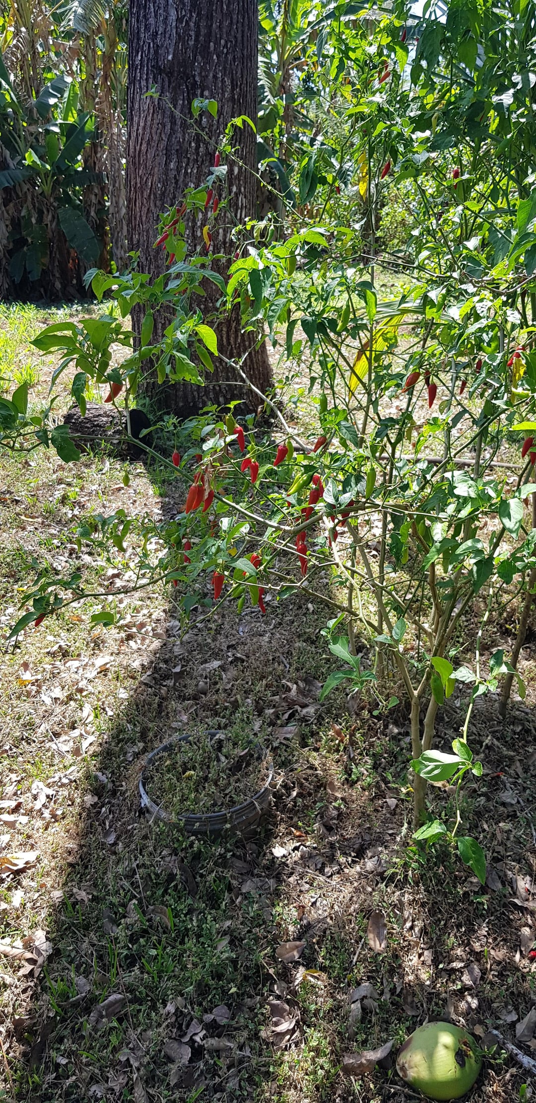 Is anyone able to help me ID these Peppers? Growing outside my new