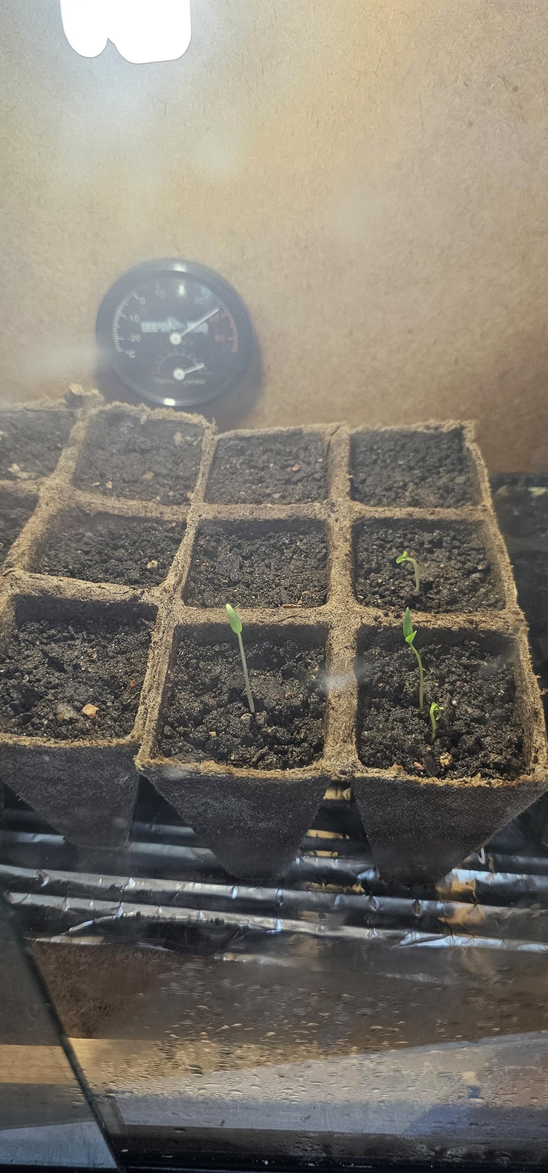 I just thought I'd show the difference I get with a heat lamp and a