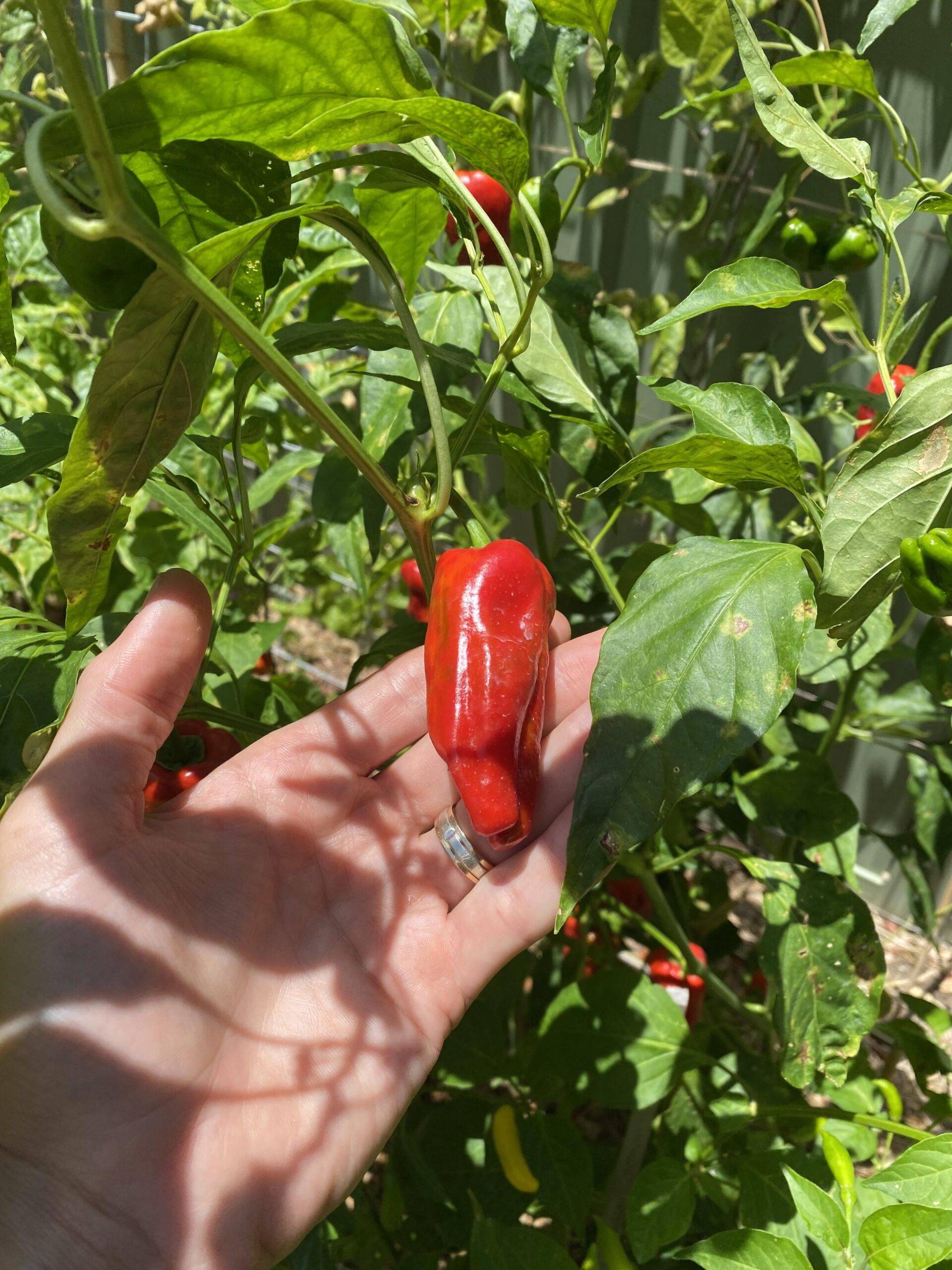 Planted Bulgarian Carrot Chilli seeds and got these… Dining and Cooking