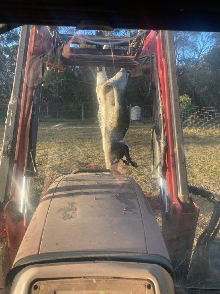 From paddock to plate!