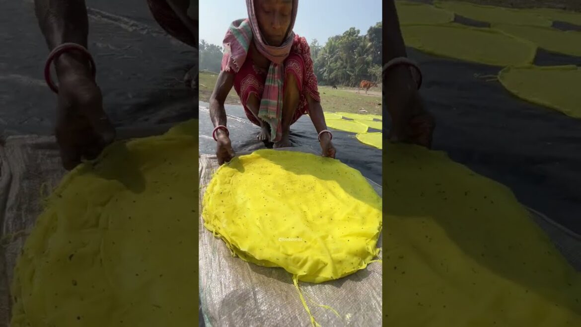 Traditional Papad Making in Indian village | Papad Making Process | Street Food India