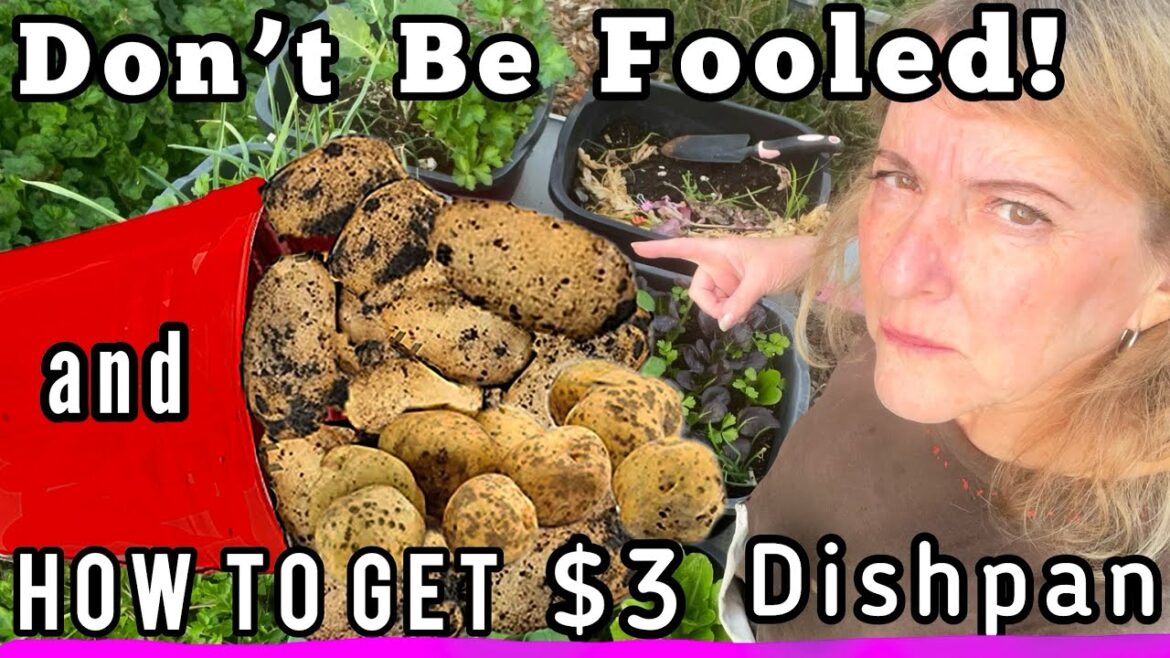 Planting Potatoes, A Real Potato Harvest & A $3 Vegetable Garden in Small Space Container Gardening Planting Potatoes, A Real Potato Harvest & A $3 Vegetable Garden in Small Space Container Gardening