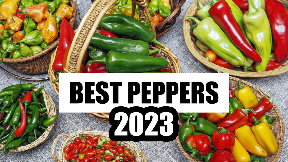 Best Peppers of 2023