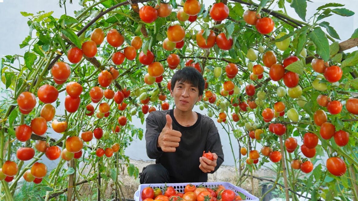 Wish I knew this method of growing tomatoes sooner. Many large and succulent fruits Wish I knew this method of growing tomatoes sooner. Many large and succulent fruits