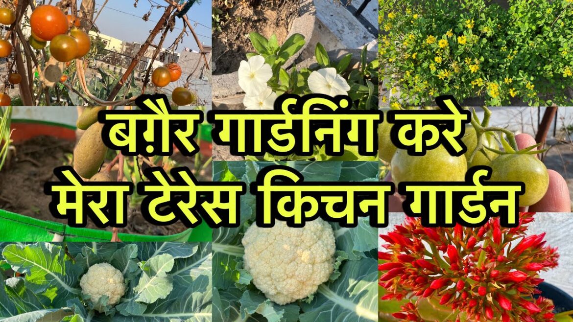 Vegetable Garden in India / Rooftop Kitchen Garden Overview / Kitchen Garden Tour Vegetable Garden in India / Rooftop Kitchen Garden Overview / Kitchen Garden Tour
