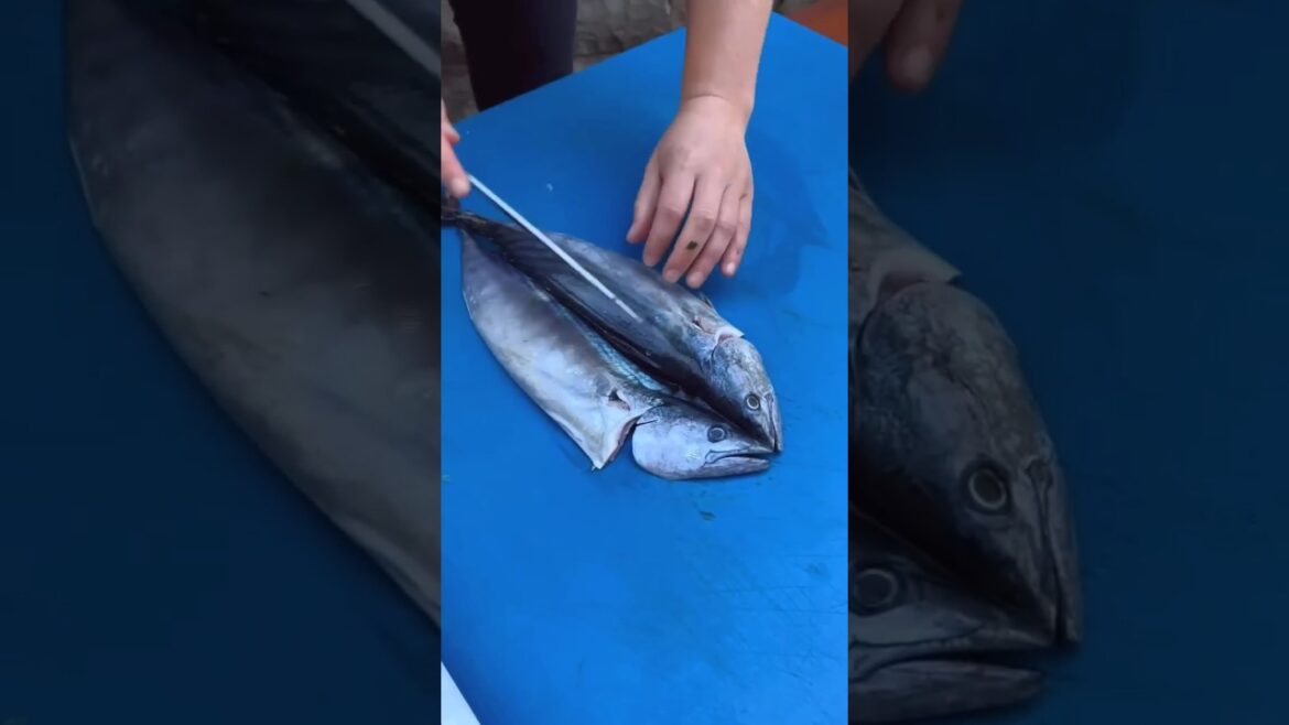 Delicious Grilled Bonito Fish Turkish Flavors#fishbbq#deliciousfish #seafoodrecipes#bbqgrill#shorts Delicious Grilled Bonito Fish Turkish Flavors#fishbbq#deliciousfish #seafoodrecipes#bbqgrill#shorts