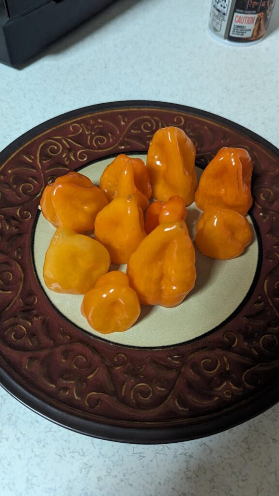 Atomic Buffalo Turds