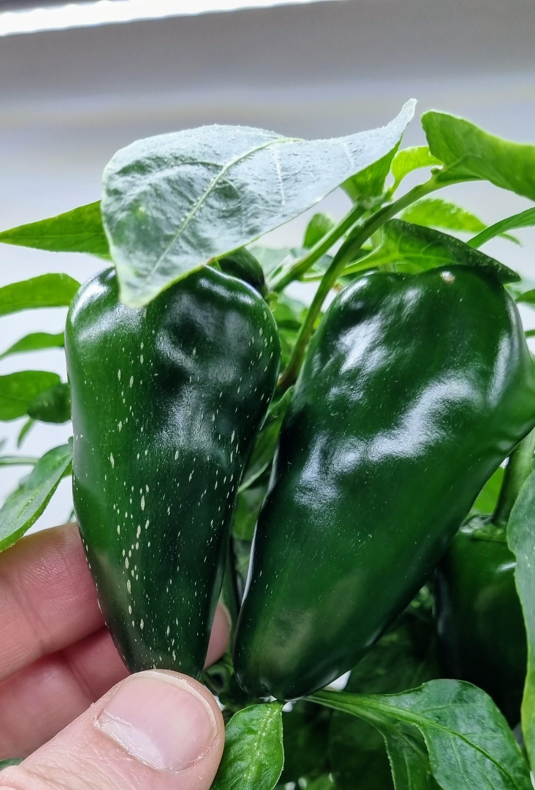 What is this? White spots on peppers - Dining and Cooking