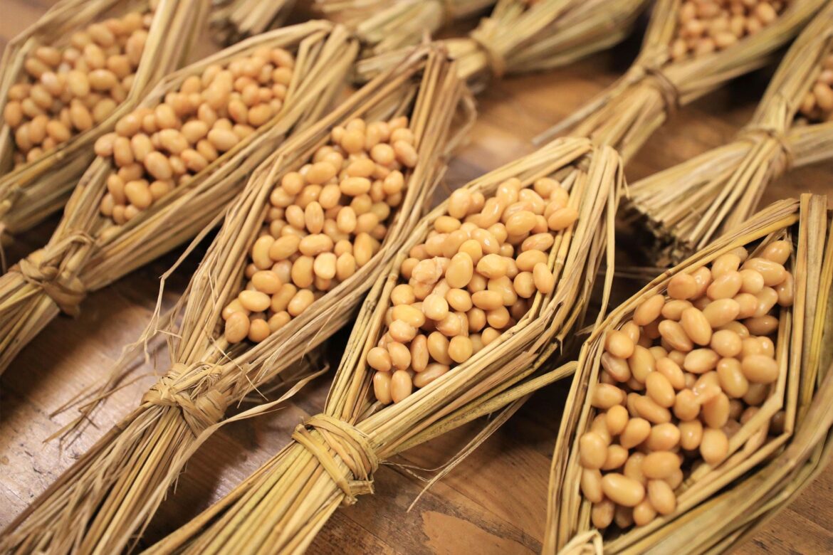 Did fermented foods fuel brain growth?