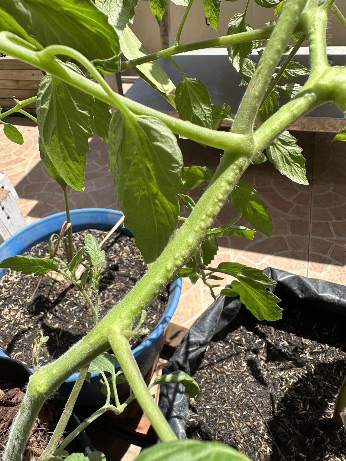 Are these bumps normal for a tomato plant stem?