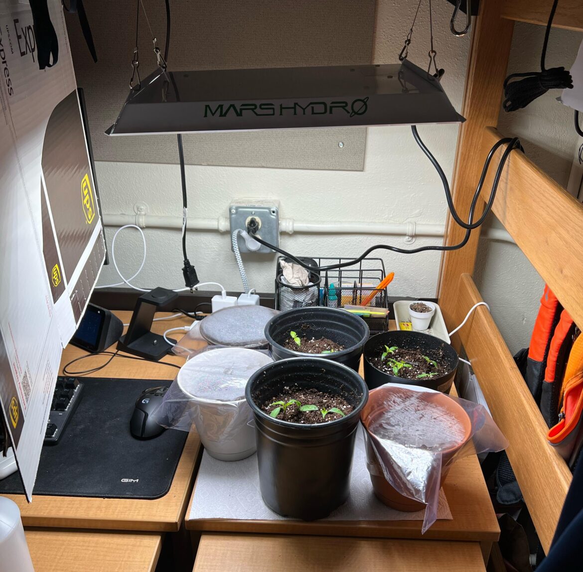 The College Dorm Garden