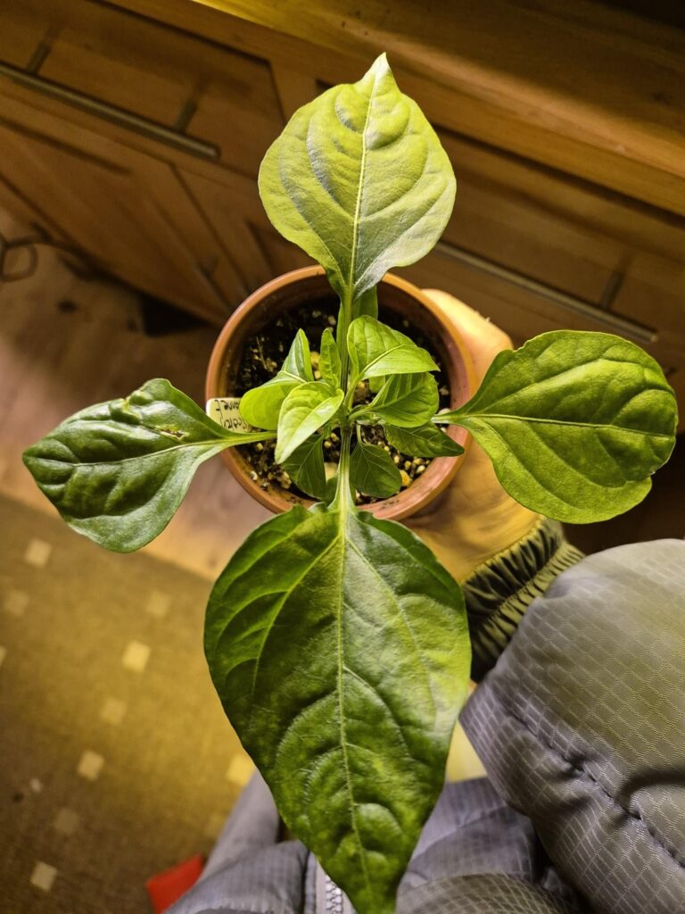 Beautiful Scotch Bonnet Growth – 5 weeks in Beautiful Scotch Bonnet Growth - 5 weeks in