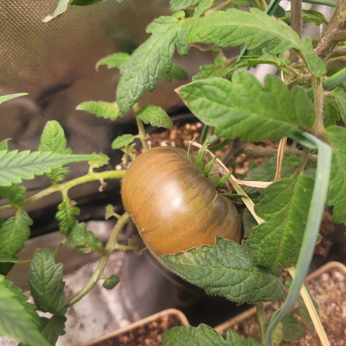 Cute update on a tent tomato