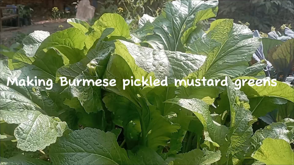 BURMESE PICKLED MUSTARD GREEN , Also available for Burmese Recipes class