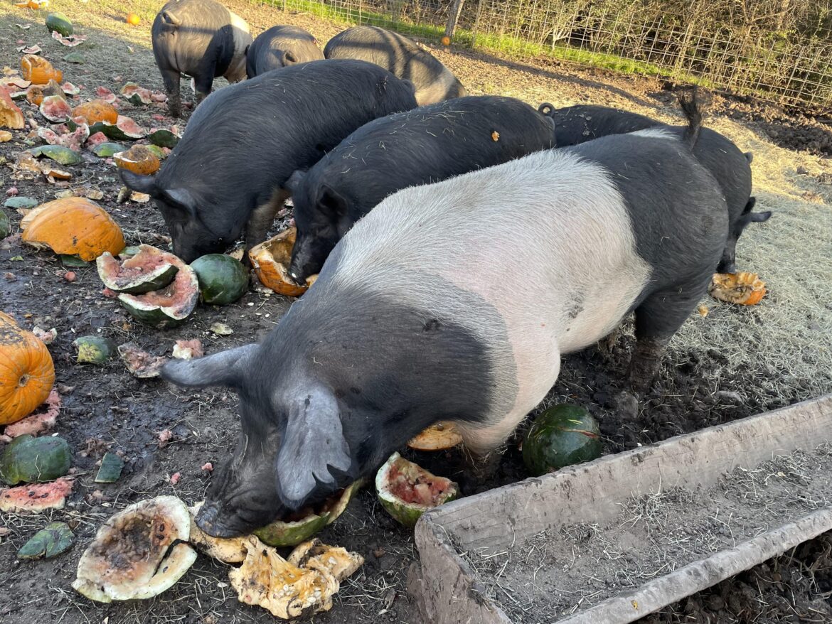 Natural pigs in East Austin