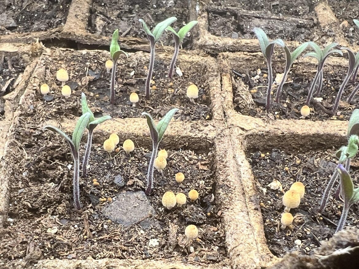 What are these little orange mushrooms in the soil