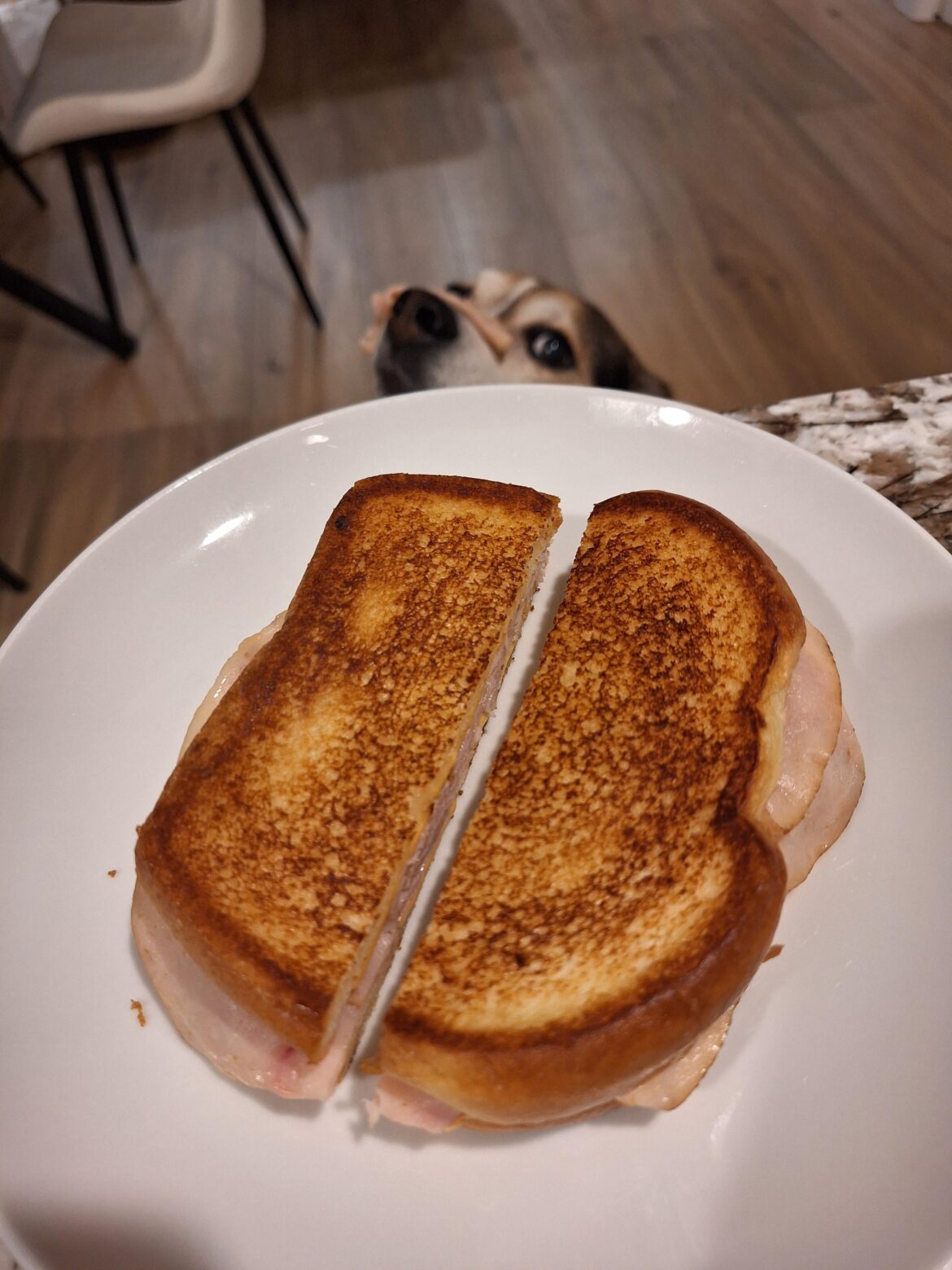 Turkey melt with onions