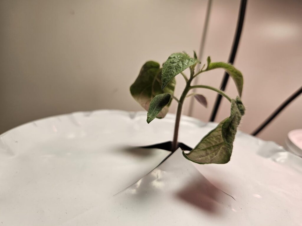 Bloody Butcher Tomato