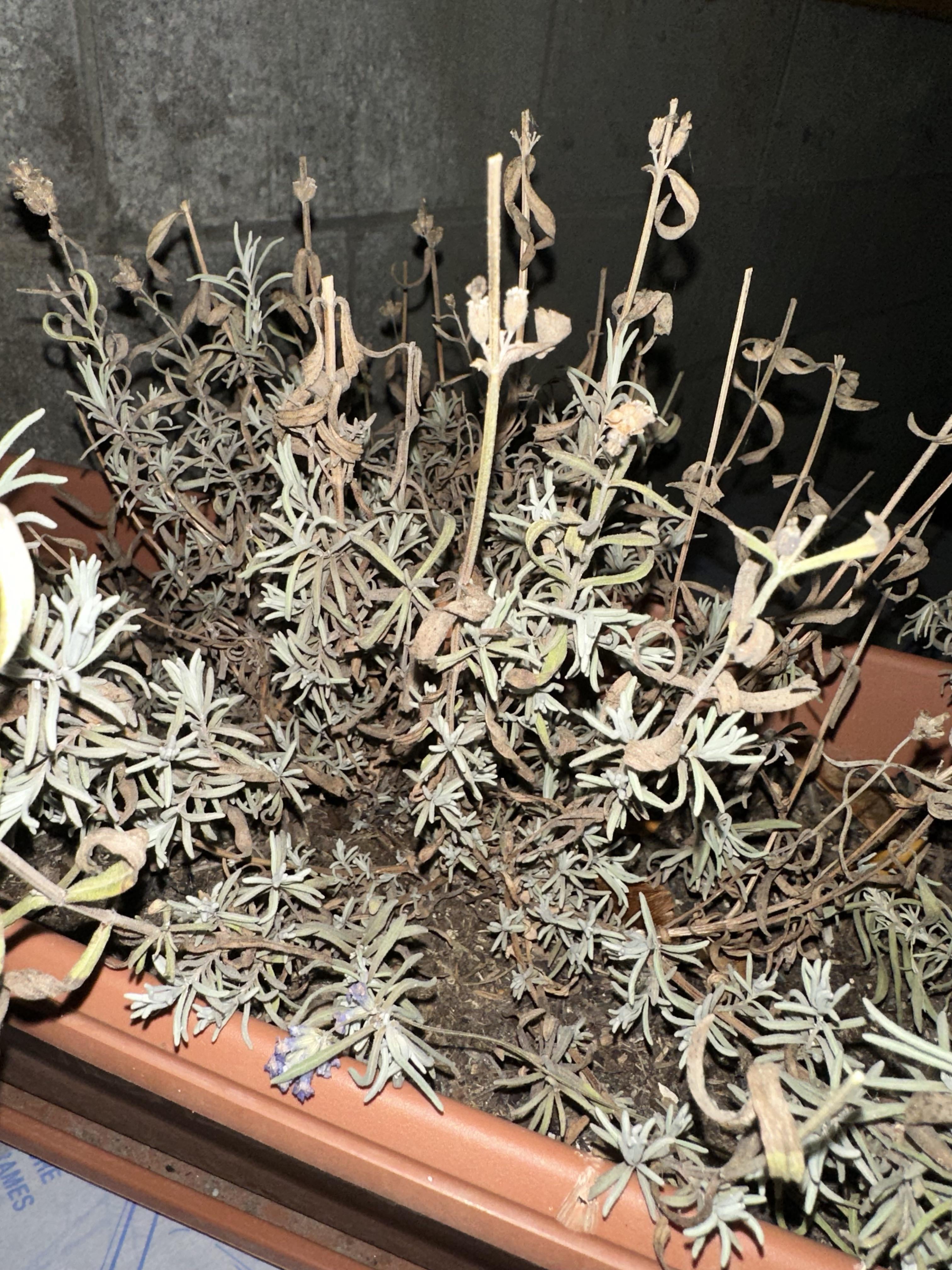 Is my lavender dormant or dead? Dining and Cooking