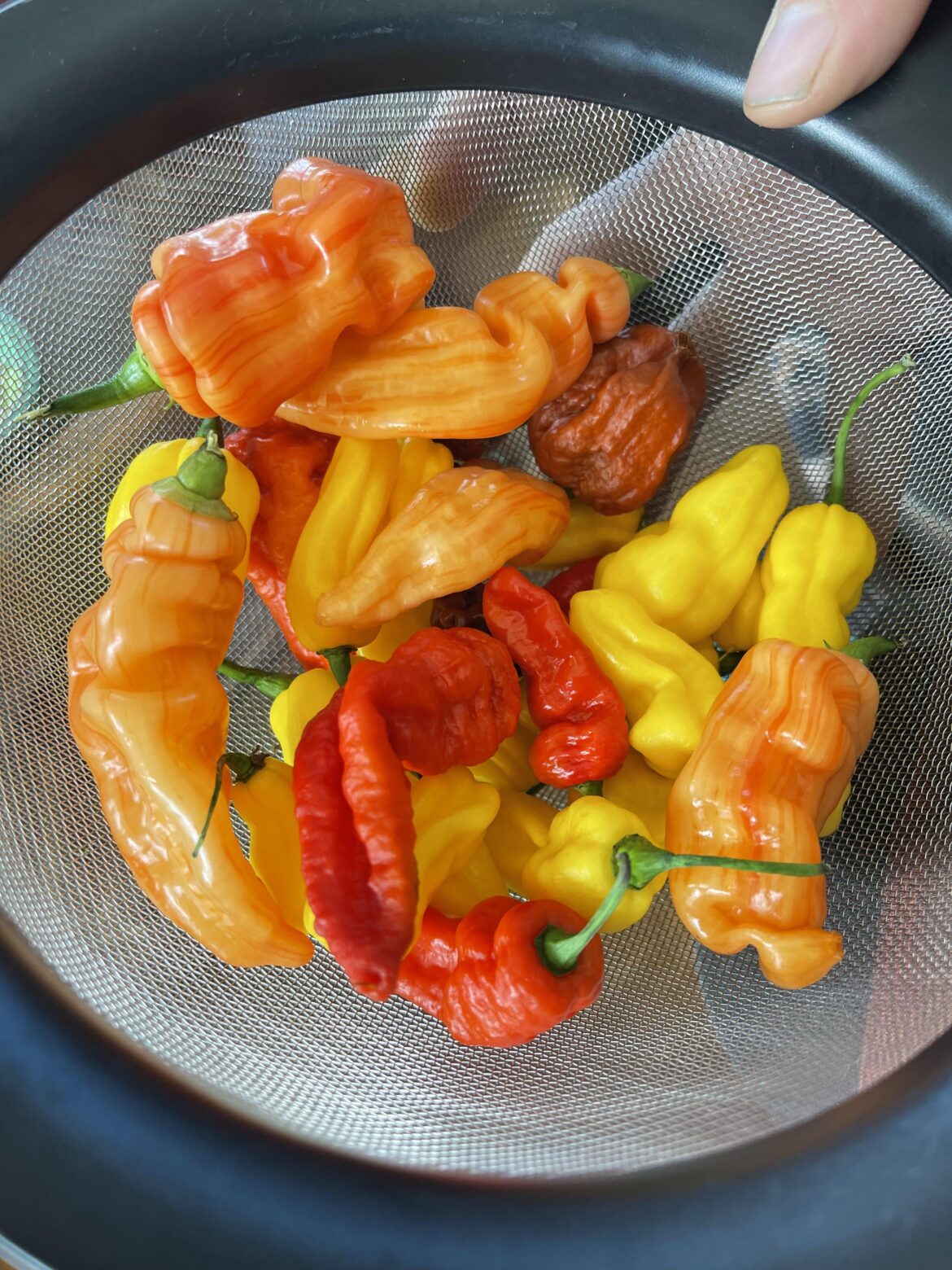 Super hots from our garden!