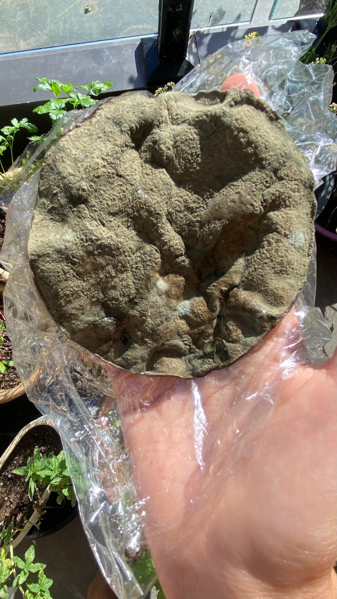 This mold grew on top of my olive brine during the curing process, will I die? Info in comments