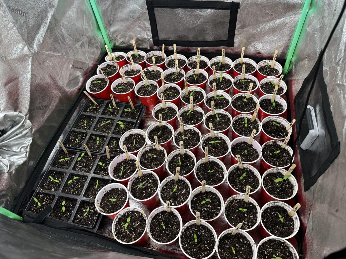 It’s just so beautiful! Transplanted a bunch of sprouts last night into their solo cups. Peppers in the red cups, tomatoes in the black plastic things