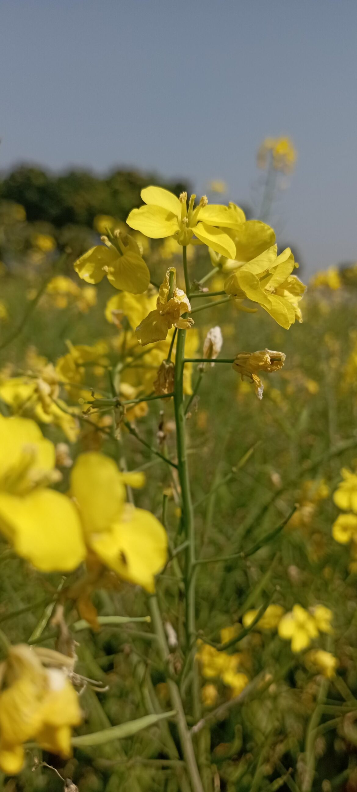 Who can say what it is and of what use it is