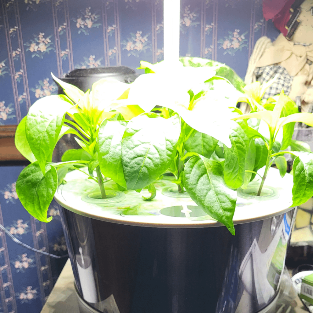 Ghost and scorpion peppers for this season