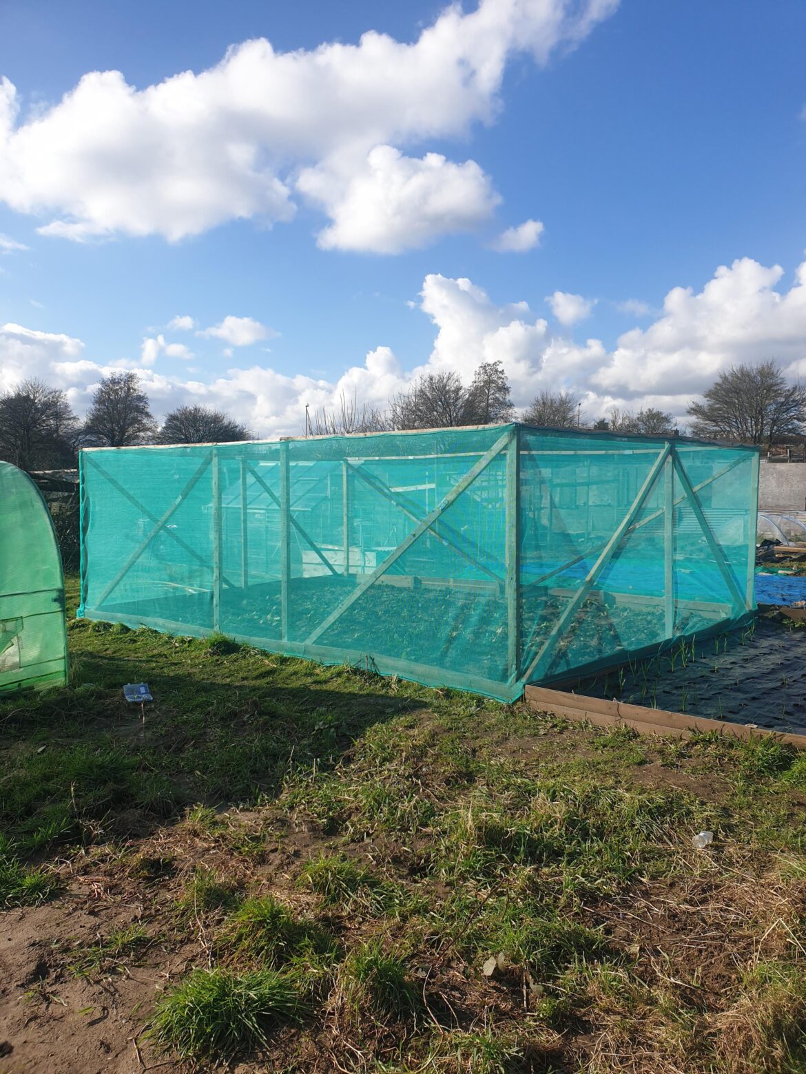 Brassica cage all up ready for the early cabbage, kohlrabi and broccoli