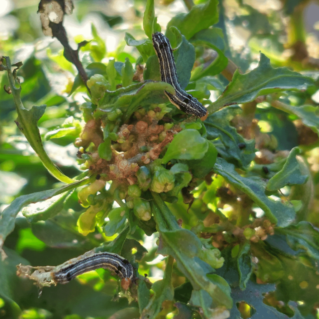 Mini slugs? Help needed