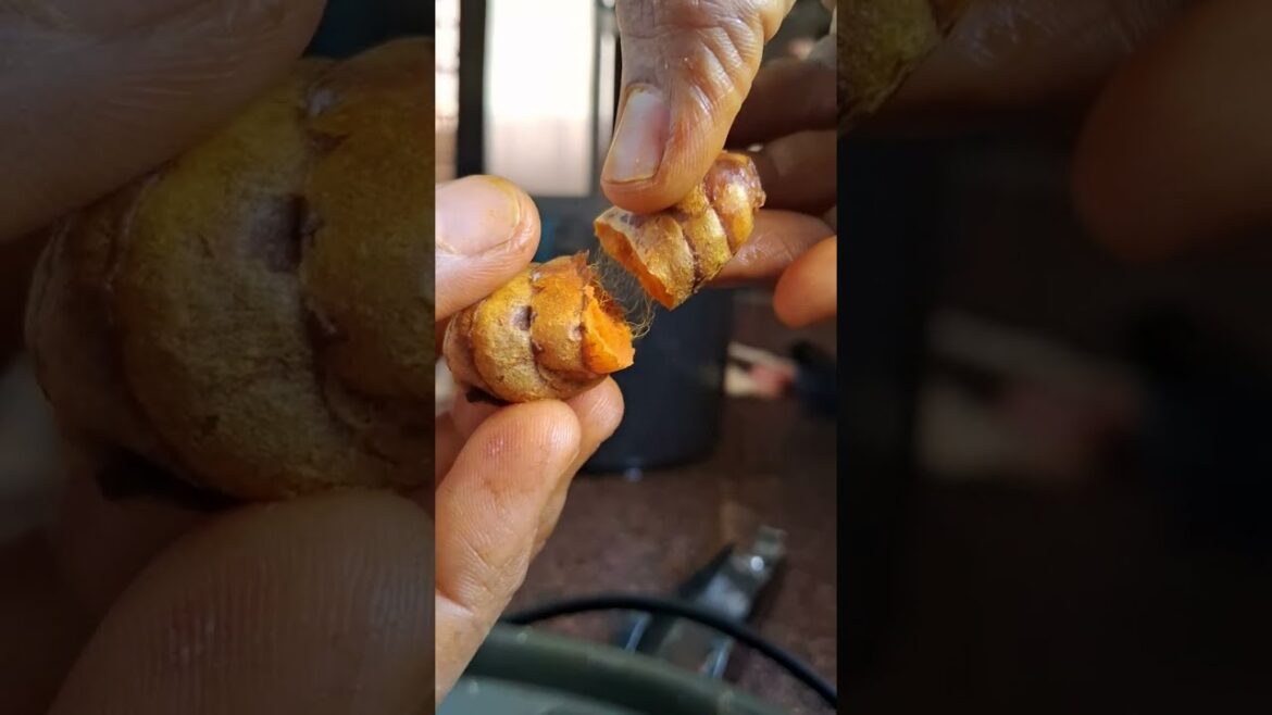 How to make Turmeric powder|मळयातुन आणून घरचाघरीच तयार करण्यात येणार हळद|रोगप्रतिकारकशक्ति वाढण्यास How to make Turmeric powder|मळयातुन आणून घरचाघरीच तयार करण्यात येणार हळद|रोगप्रतिकारकशक्ति वाढण्यास