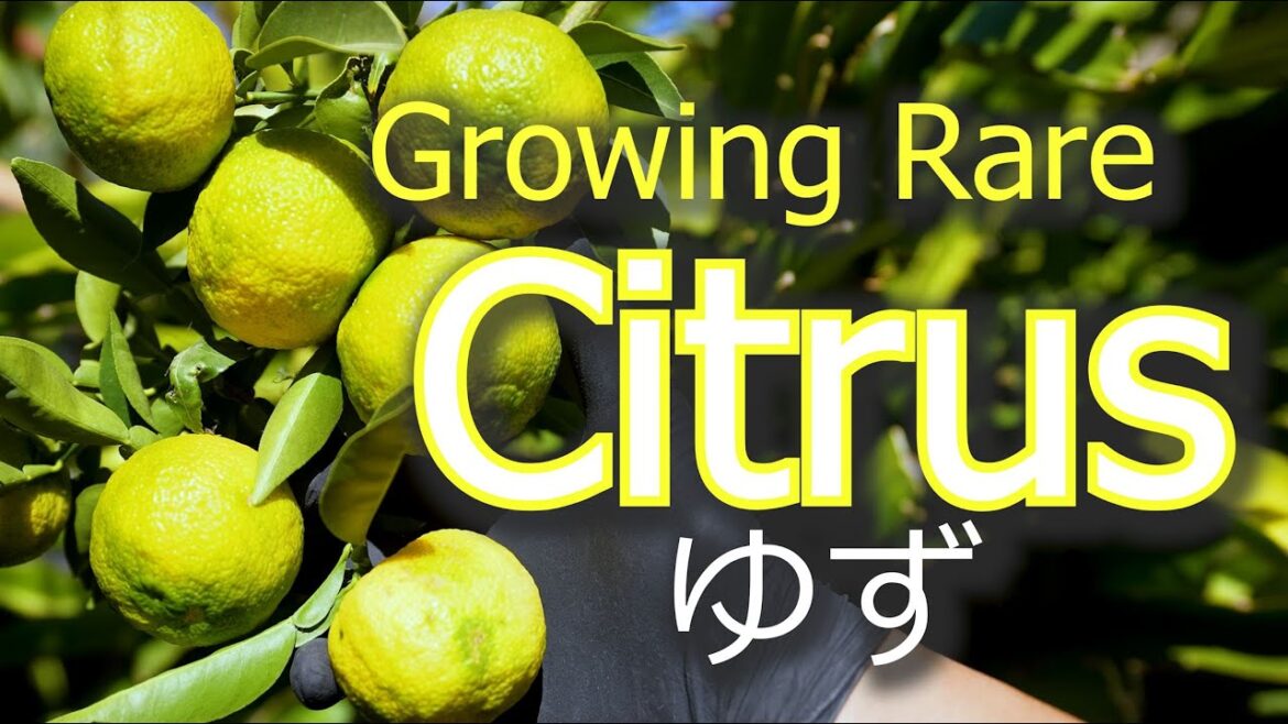 Yuzu | Japan’s Prized Citrus | How To Grow Yuzu | Grafting | Germination | Pruning | Propagation Yuzu | Japan's Prized Citrus | How To Grow Yuzu | Grafting | Germination | Pruning | Propagation