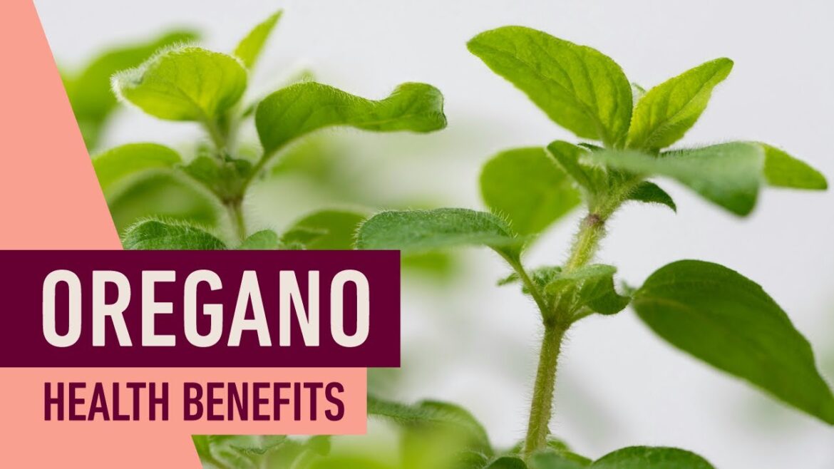 Health Benefits of OREGANO: The Secret Superhero in Your Kitchen | NaturoClips Health Benefits of OREGANO: The Secret Superhero in Your Kitchen | NaturoClips