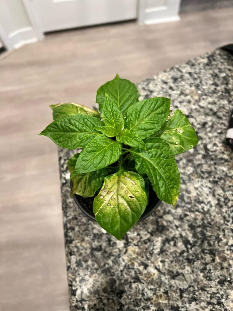 Any advice/recommendations. First time growing Ghost Peppers