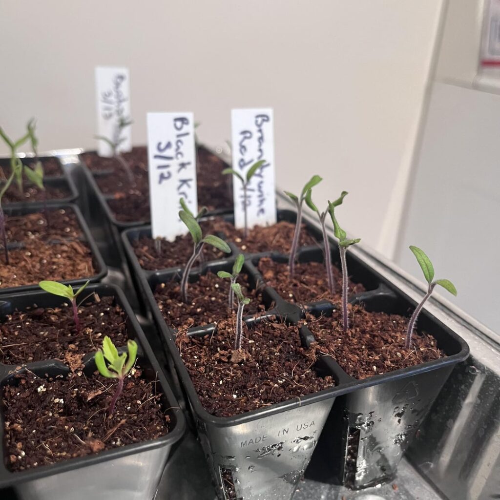 Has anyone else had issues starting seeds with coco coir? This was my first year trying a coco coir mix and I’m ready to give up.